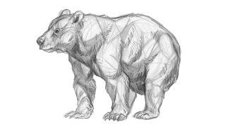 Comment dessiner un ours: dessin final de l