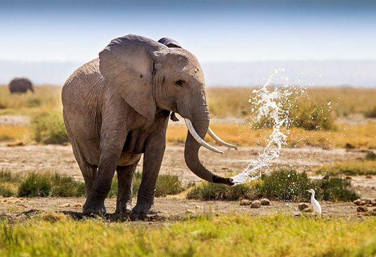 Фотографът ентусиаст Стив Лангтън засне тази красива сцена в националния парк Амбосели в Кения