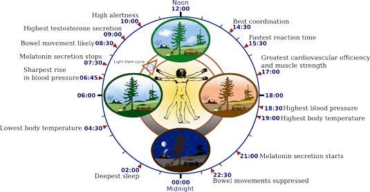 Diagramme du cycle de sommeil