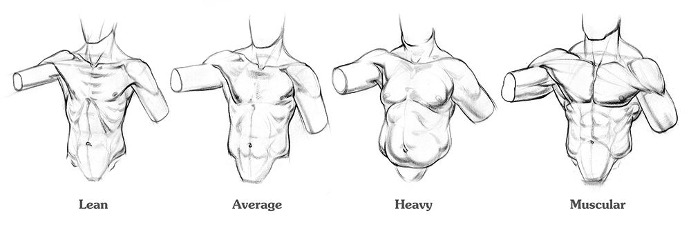 Unterschiedliche Fett- und Muskelverhältnisse führen zu unterschiedlichen Körpertypen