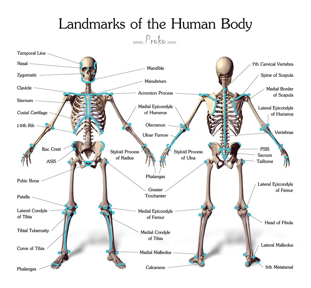 Prominente Knochen helfen Ihnen beim Navigieren in der Skelettstruktur