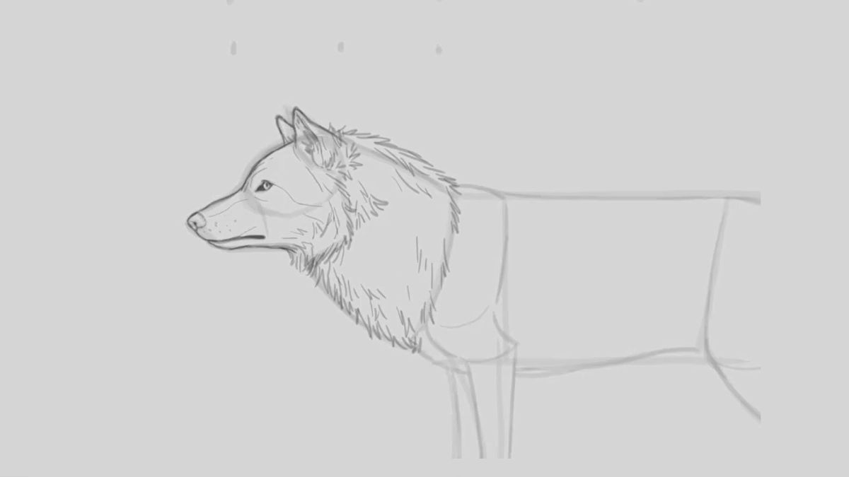 Skizze eines Wolfes