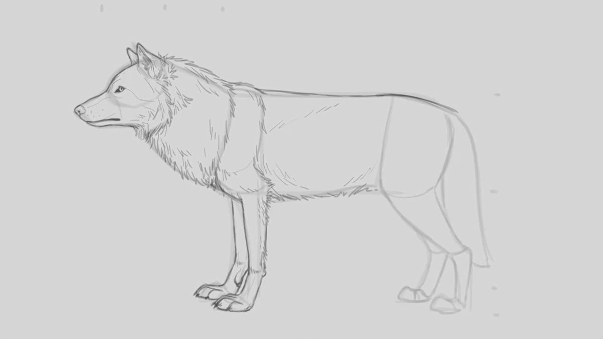 Bleistiftskizze eines Wolfes