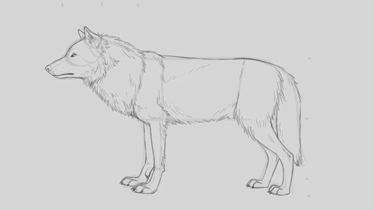 Dibujo a lápiz de un lobo