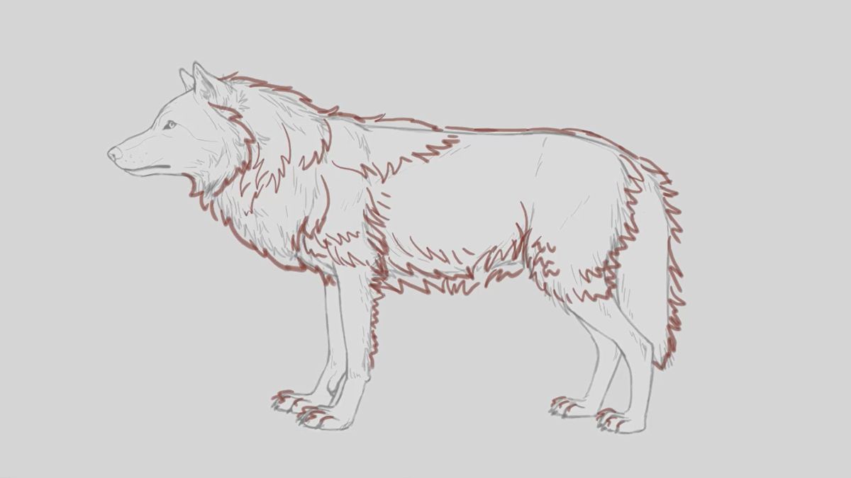 Dibujo a lápiz de lobo con melena de invierno