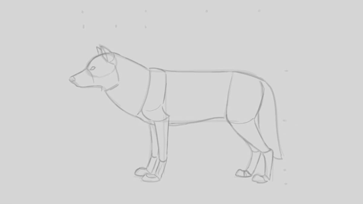 Základný náčrt vlka ceruzkou