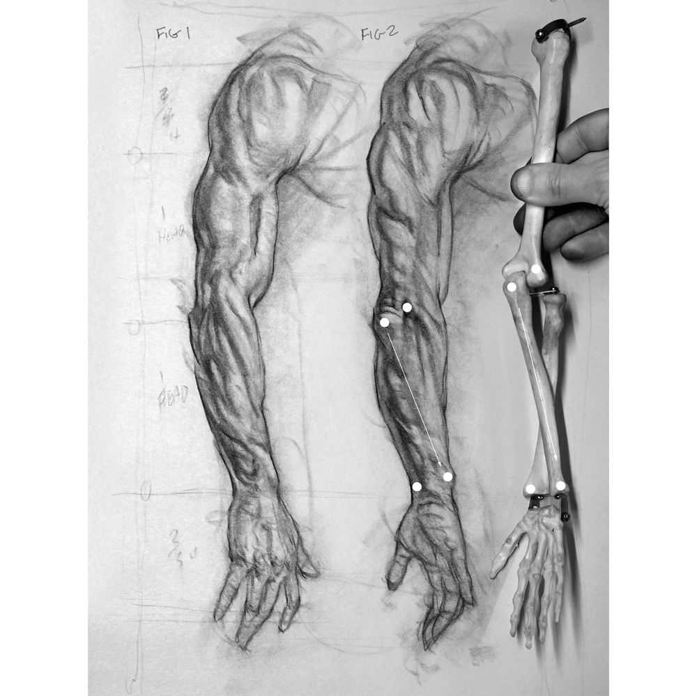 Comment dessiner un bras: boule et douille