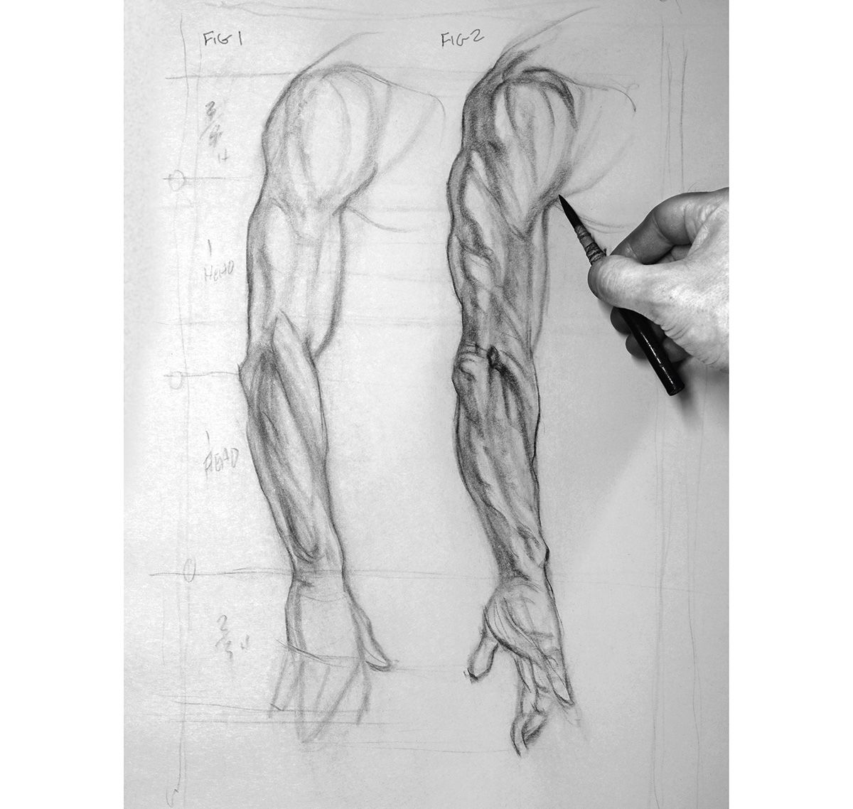 Comment dessiner un bras: hiérarchie des muscles