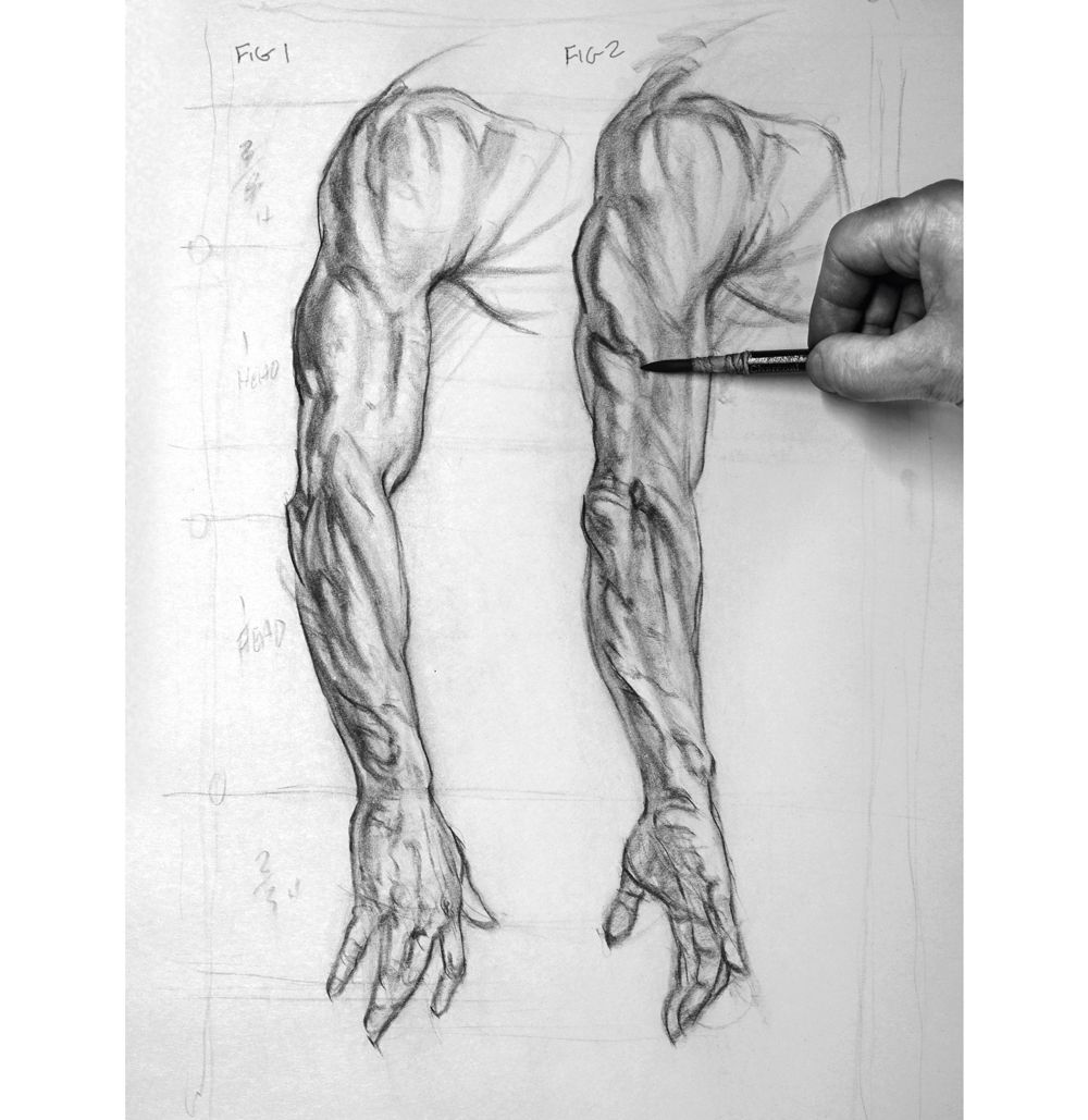 Comment dessiner un bras: torsion des muscles du bras
