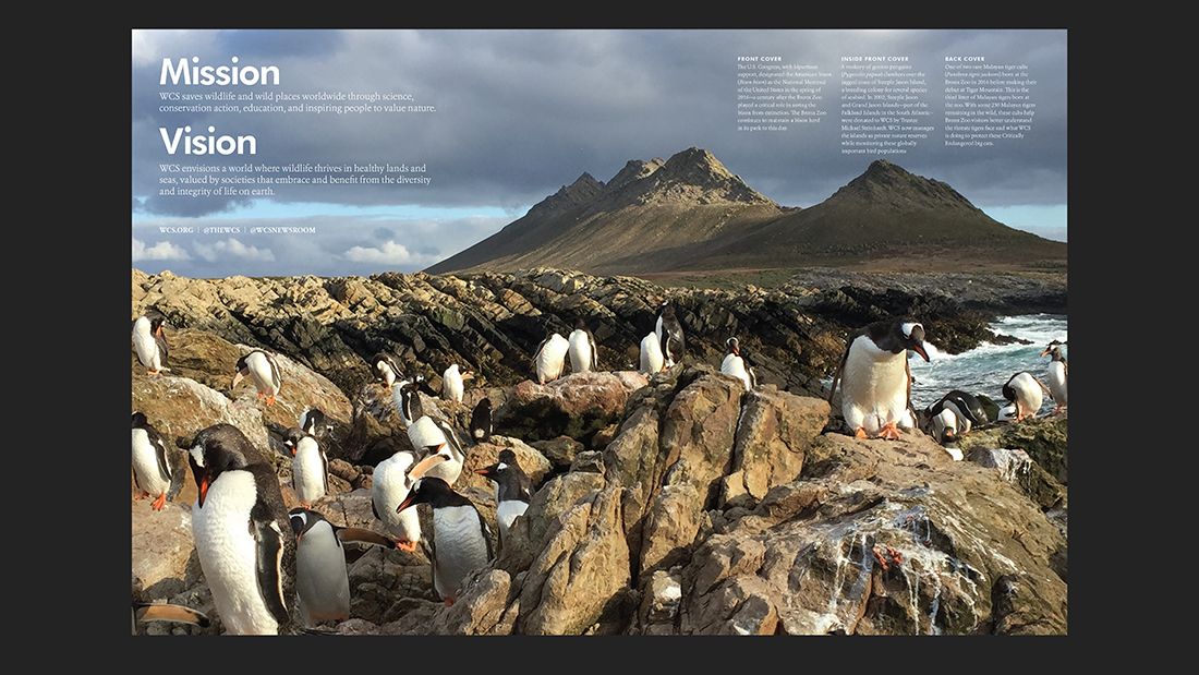 Éves jelentés kétoldalas pingvinfotóval