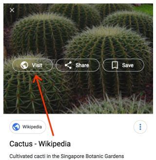 Google Bildsuche eines Kaktus