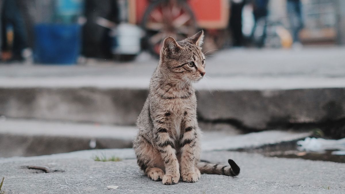 Bild der Katze auf dem Bürgersteig