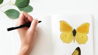 Los mejores bolígrafos: mariposa de dibujo a mano con bolígrafo