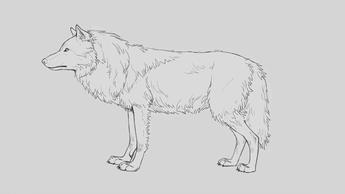 Zeichnen: Bleistiftskizze eines Wolfes mit vollem Wintermantel