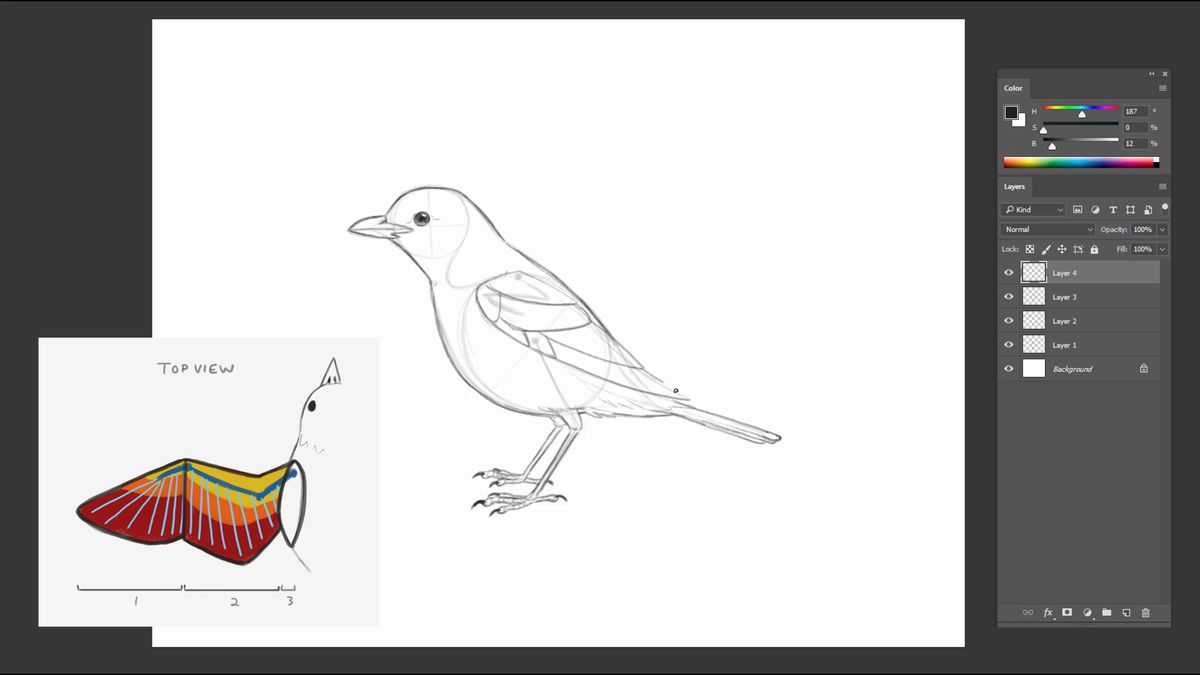 Bleistiftskizze eines Vogels mit Details zu Flügelschichten und -abschnitten