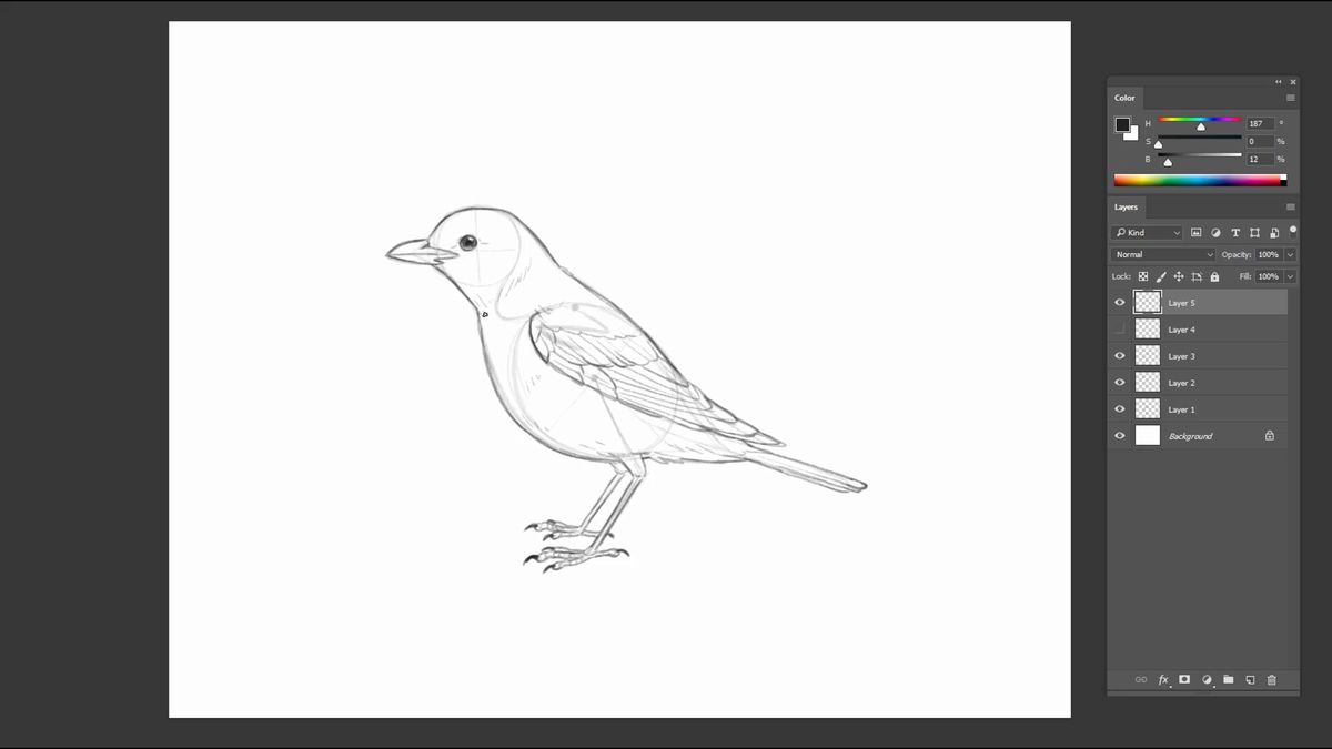 Bleistiftskizze eines Vogels mit detailliertem Flügel