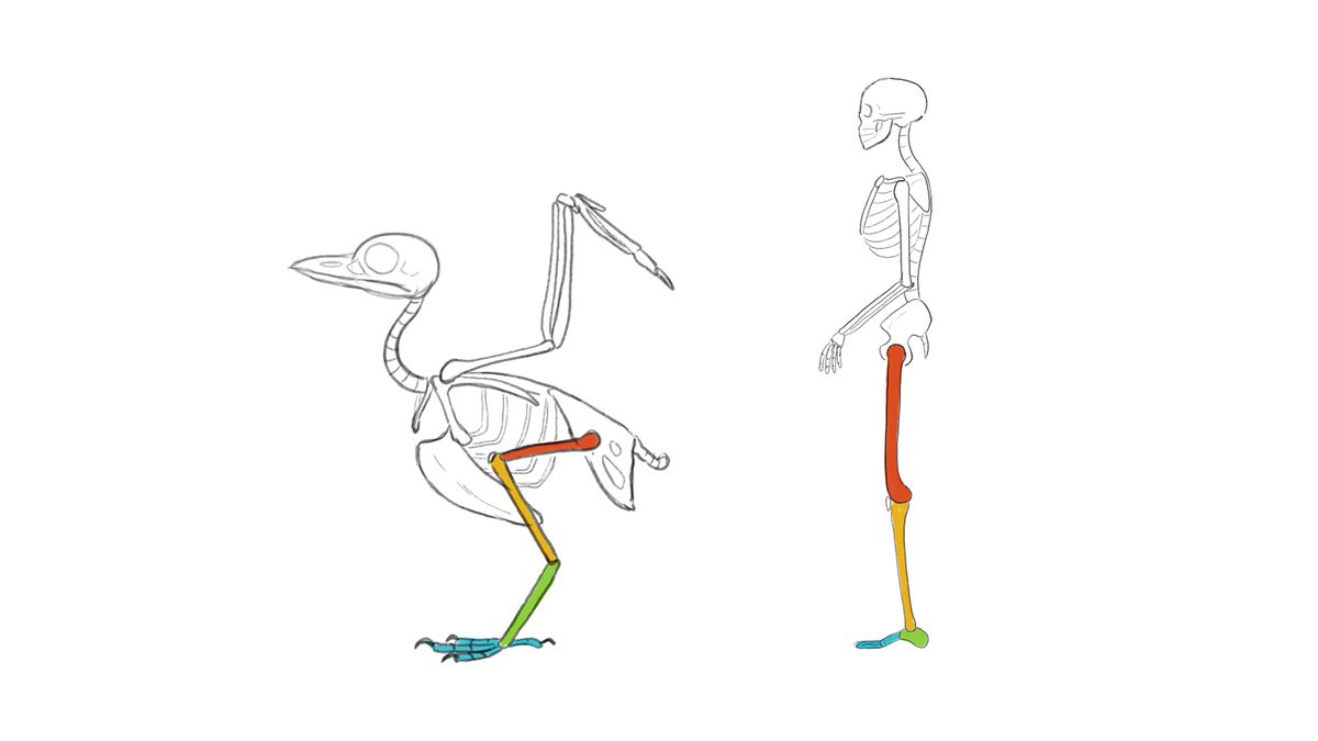 Skizze eines Vogels und eines menschlichen Skeletts