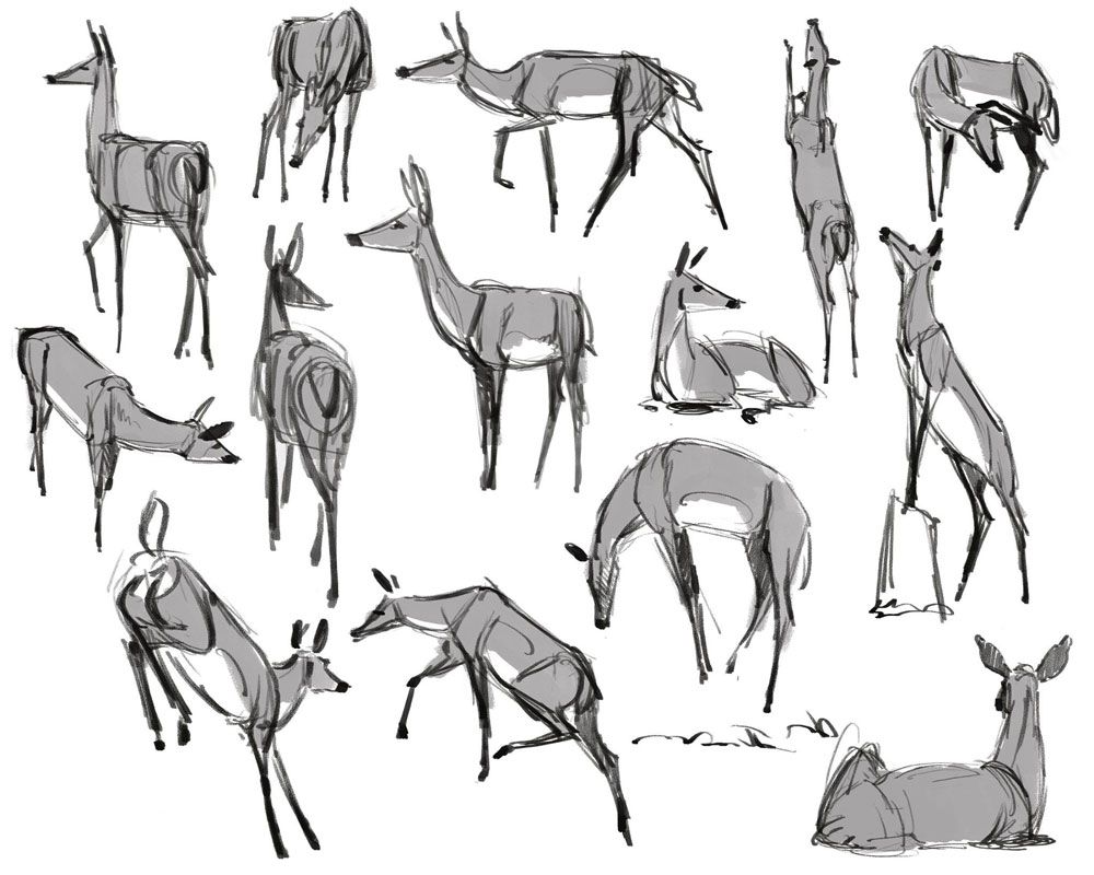 Cómo dibujar animales: 02