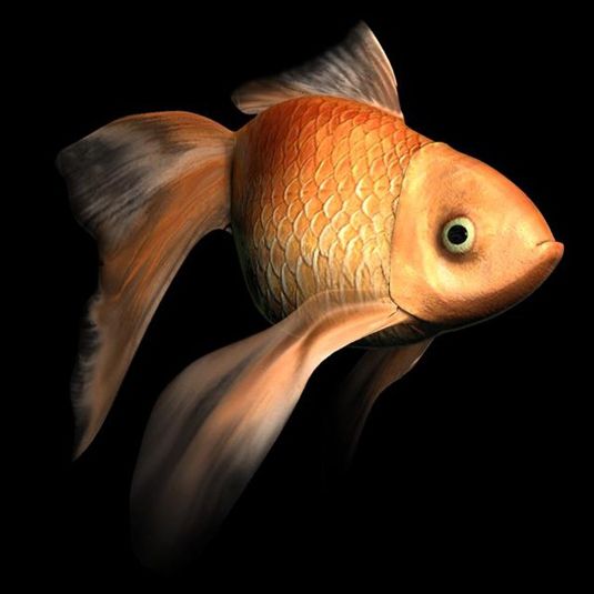 Kostenlose 3D-Modelle: Goldfisch