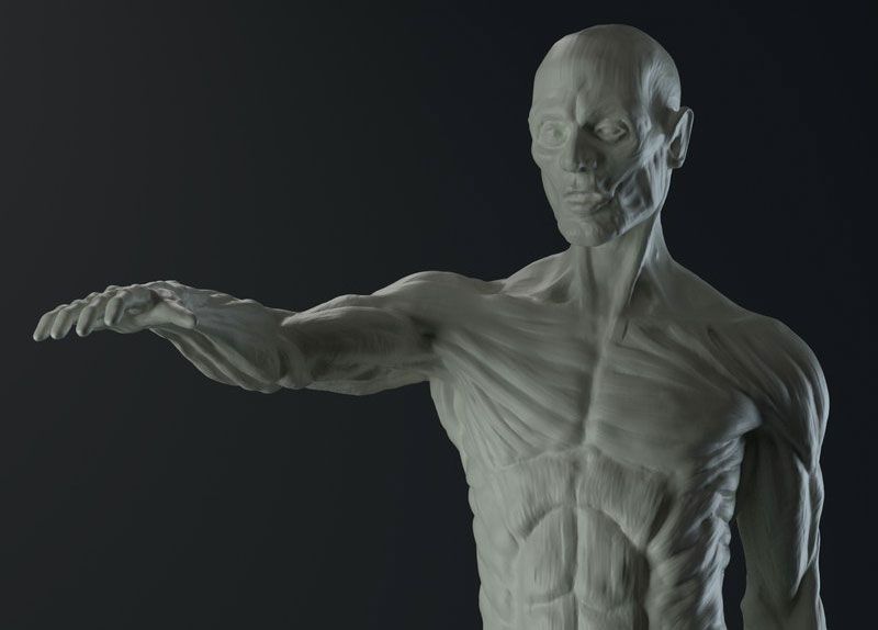 Modèles 3D gratuits: anatomie masculine