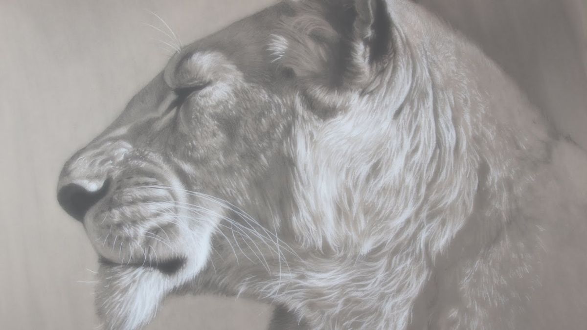Monochrome Zeichnung des Löwen