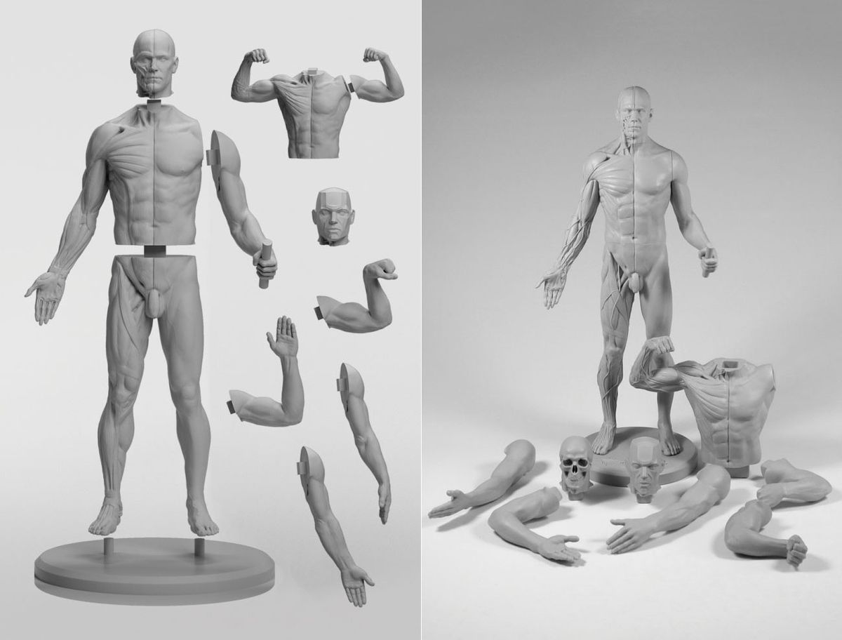 Verschiedene Komponenten der anpassungsfähigen männlichen Figur, einschließlich Rumpf-, Arm- und Schädelformen