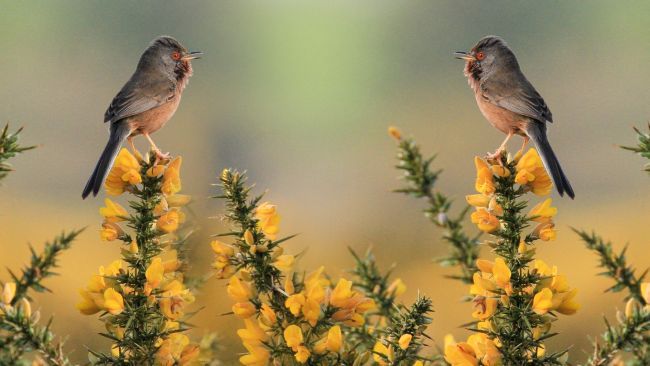 Tutoriels Photoshop: Deux oiseaux en pleine nature