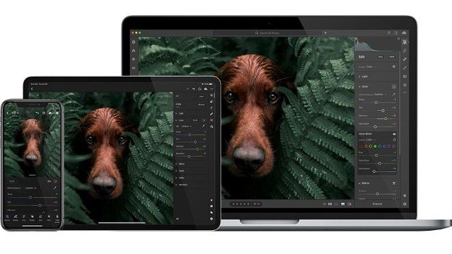 Lista de software de Adobe: imagen de perro en pantallas de dispositivos móviles, computadoras de escritorio y tabletas