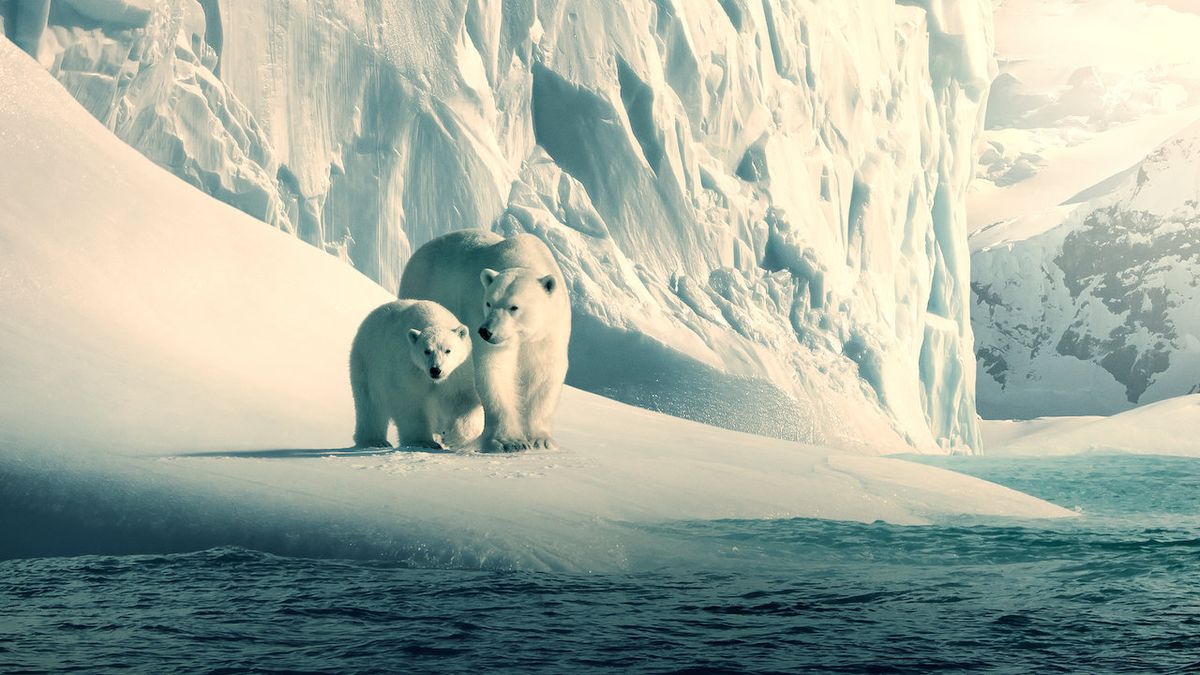 Polarni medvjedi u divljini